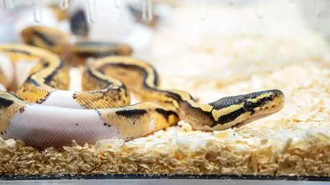 Ball python Stock Photos