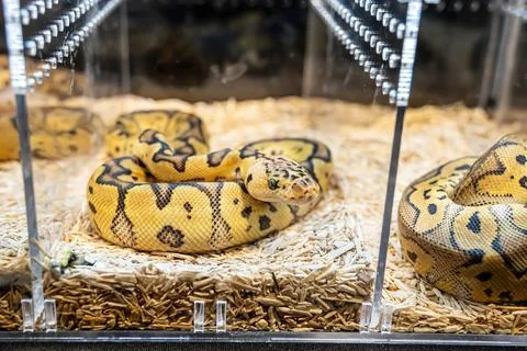 Ball python Photos