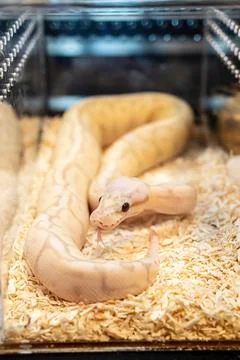 Ball python Stock Photos