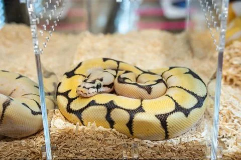 Ball python Stock Photos