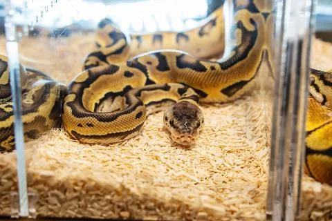 Ball python Stock Photos