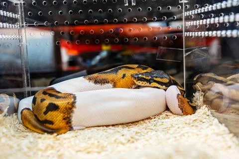 Ball python Photos