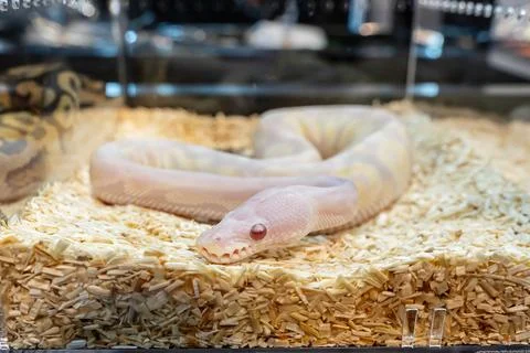 Ball python Stock Photos