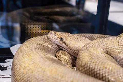 Ball python Stock Photos