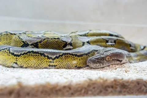 Ball python Photos