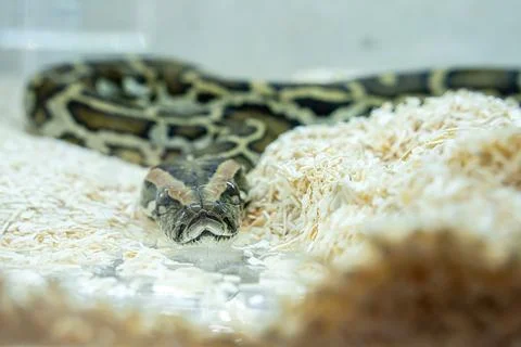 Ball python Stock Photos