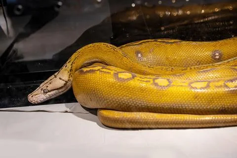Ball python Photos