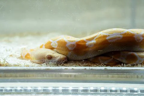 Ball python Stock Photos