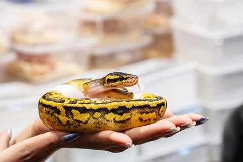 Ball python Photos