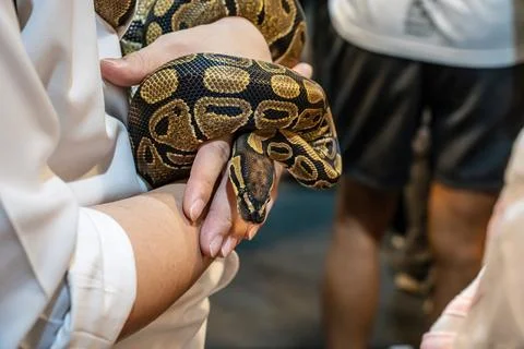 Ball python Foto stock