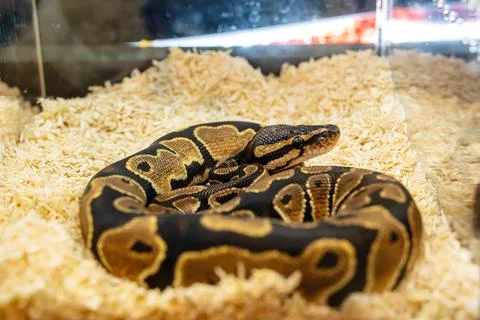 Ball python Stock Photos
