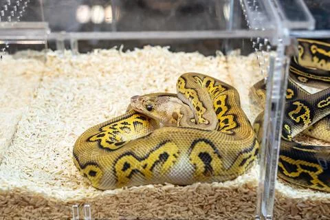 Ball python Stock Photos