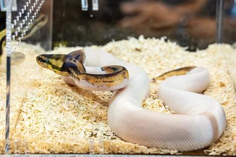 Ball python Stock Photos