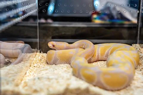 Ball python Stock Photos