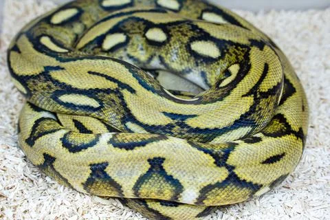 Ball python 스톡 사진