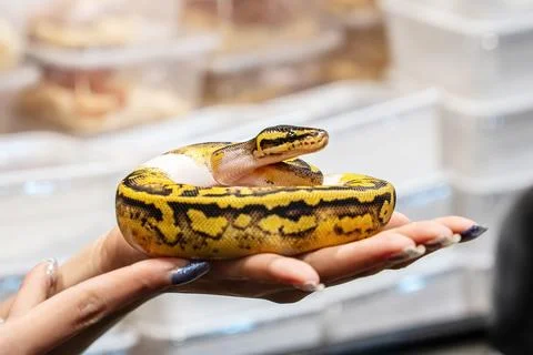 Ball python Foto stock