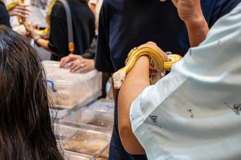 Ball python Foto stock