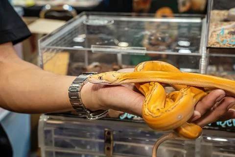 Ball python Stock Photos