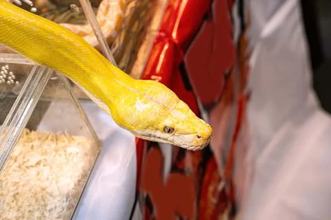 Ball python Foto stock