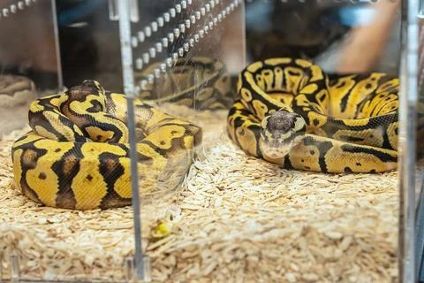 Ball python Stock Photos