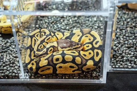 Ball python 스톡 사진
