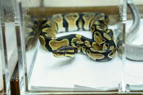 Ball python Foto stock