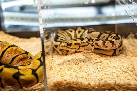 Ball python Photos