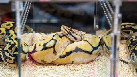 Ball python Foto stock