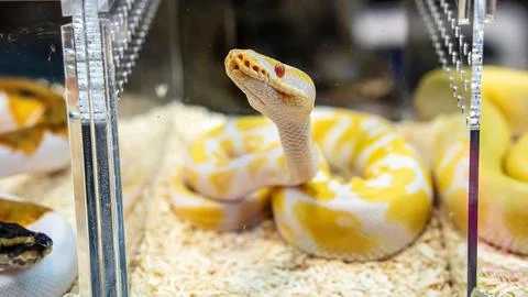 Ball python Stock Photos