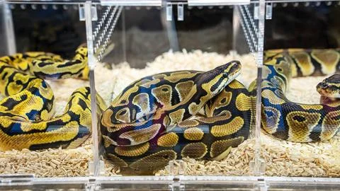 Ball python Stock Photos
