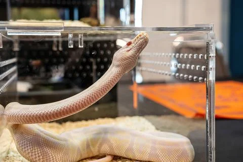 Ball python Foto stock