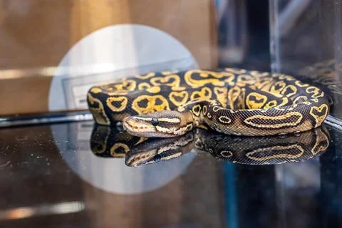 Ball python Photos