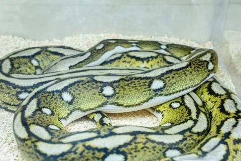 Ball python Stock Photos