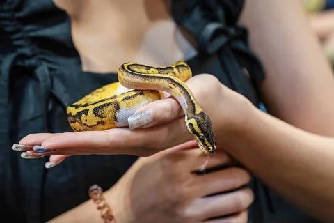 Ball python Stock Photos