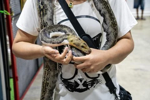 Ball python 스톡 사진