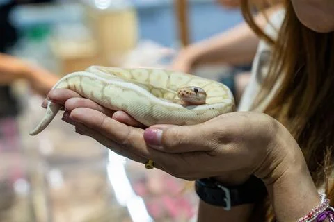 Ball python Foto stock