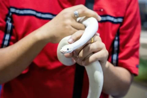 Ball python Photos