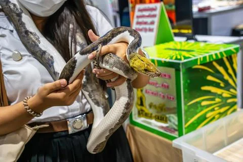 Ball python Stock Photos