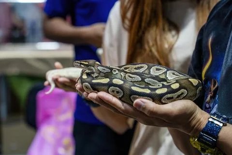 Ball python Photos