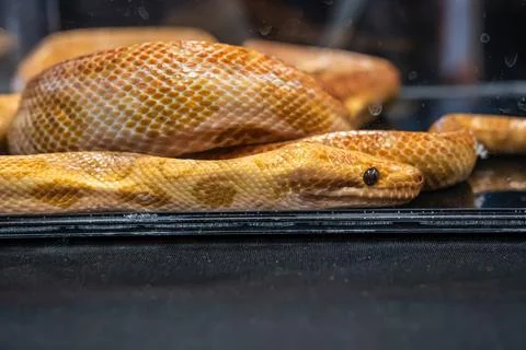 Ball python Foto stock