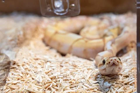 Ball python Foto stock