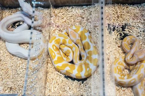 Ball python Foto stock
