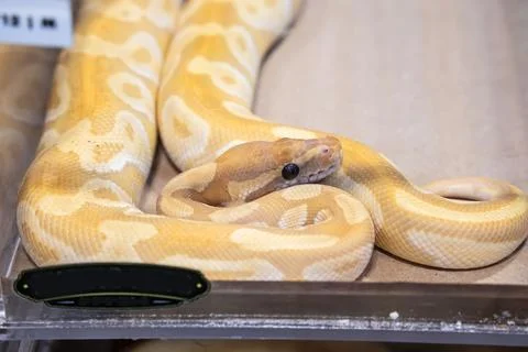 Ball python Foto stock