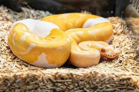Ball python Stock Photos