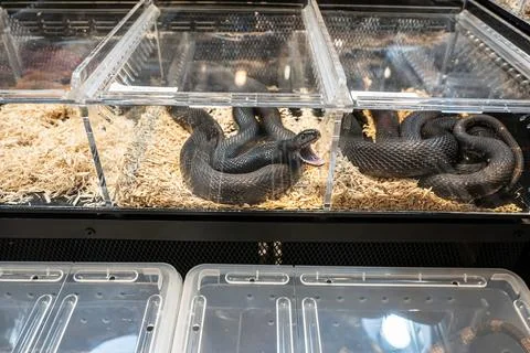 Ball python Photos