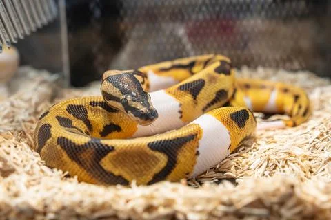 Ball python 스톡 사진
