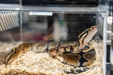 Ball python 스톡 사진