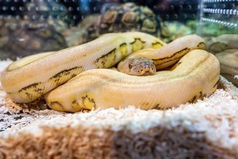 Ball python Foto stock