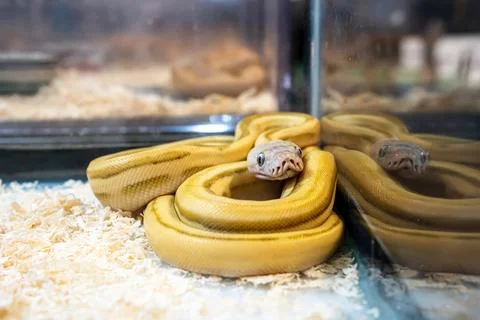 Ball python Photos
