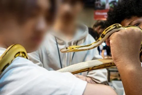 Ball python Foto stock